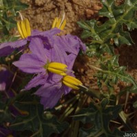 Solanum virginianum L.